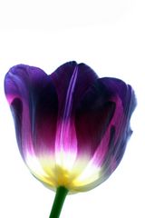 Tulpe