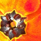 Tulpe