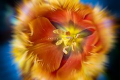 Tulpe