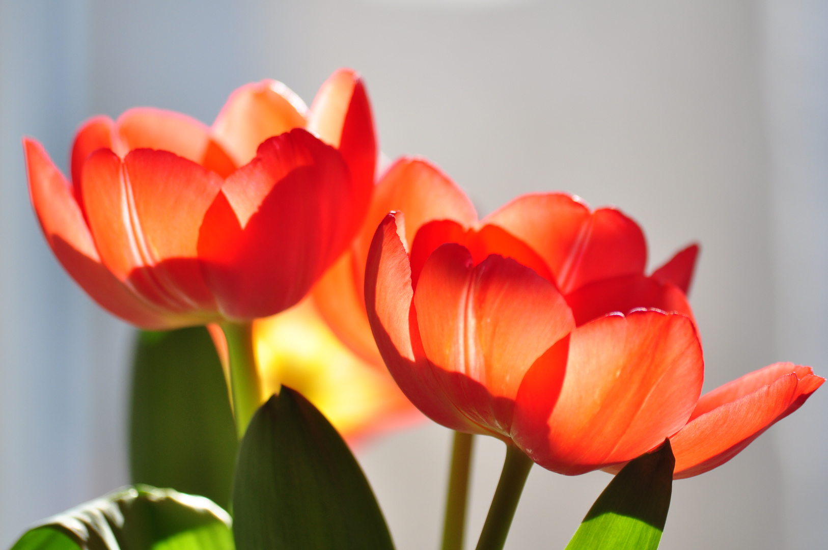 Tulpe