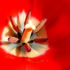 Tulpe