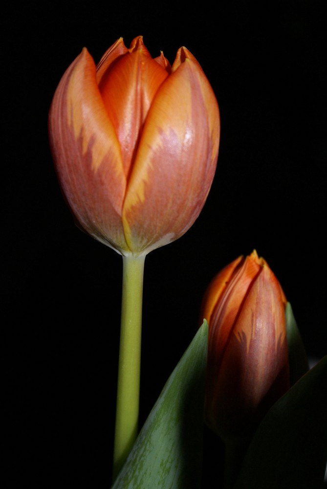 Tulpe