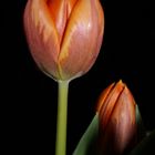 Tulpe