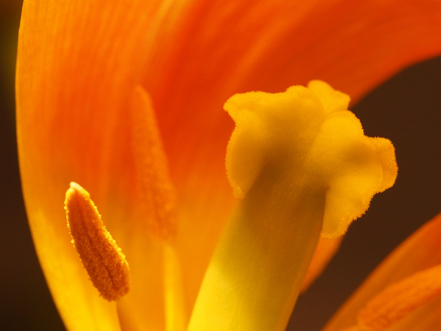 Tulpe