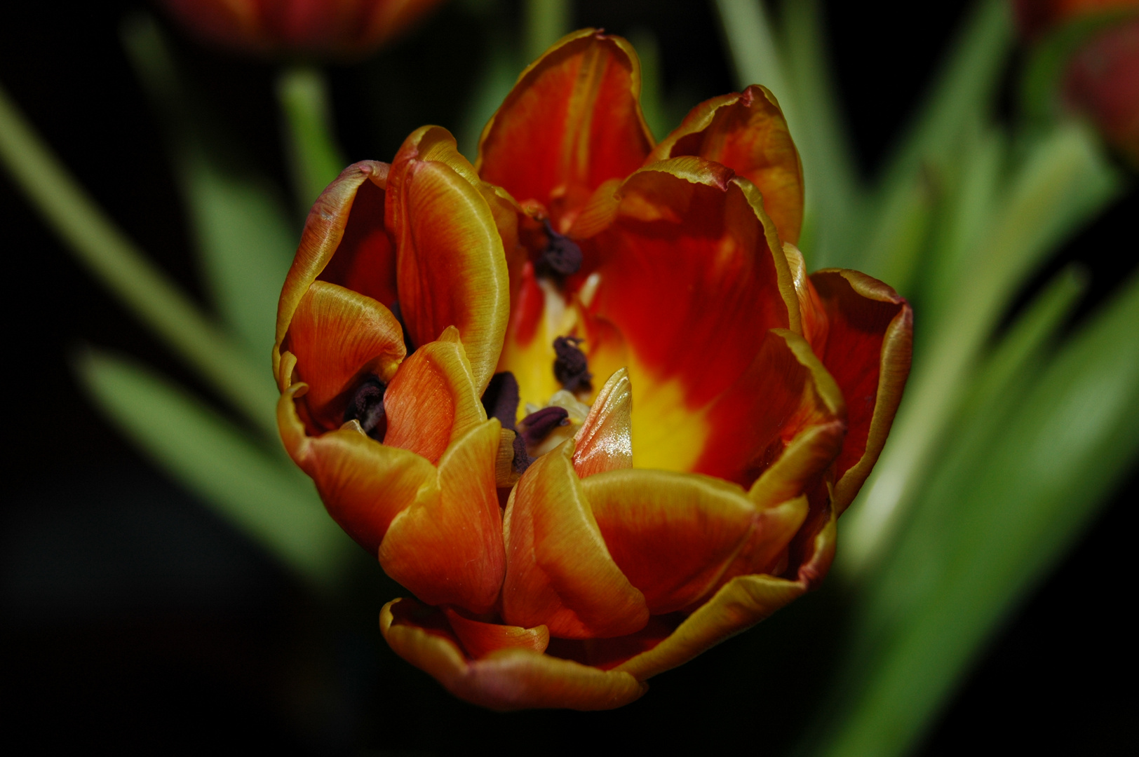 Tulpe