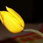 Tulpe