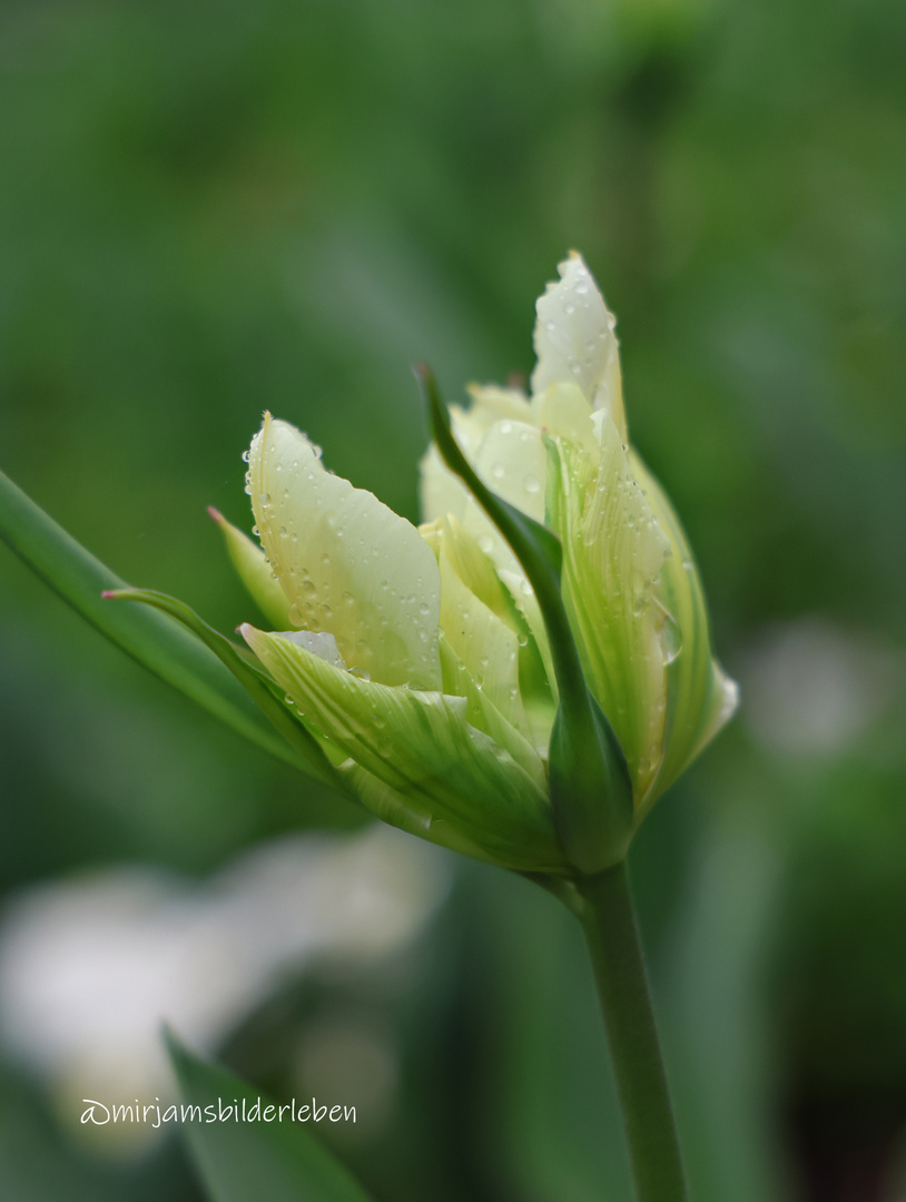 Tulpe 