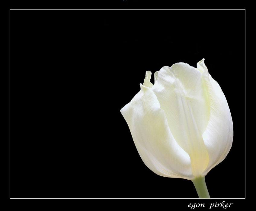 Tulpe