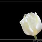 Tulpe