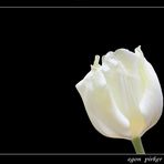 Tulpe