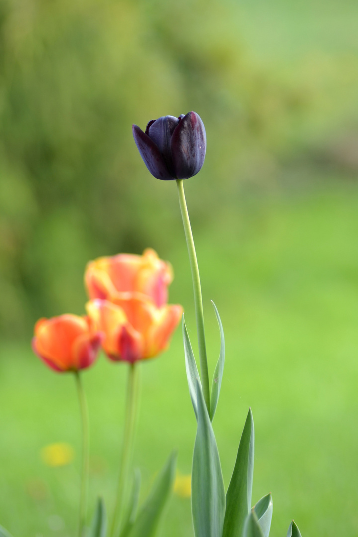 Tulpe