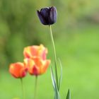 Tulpe