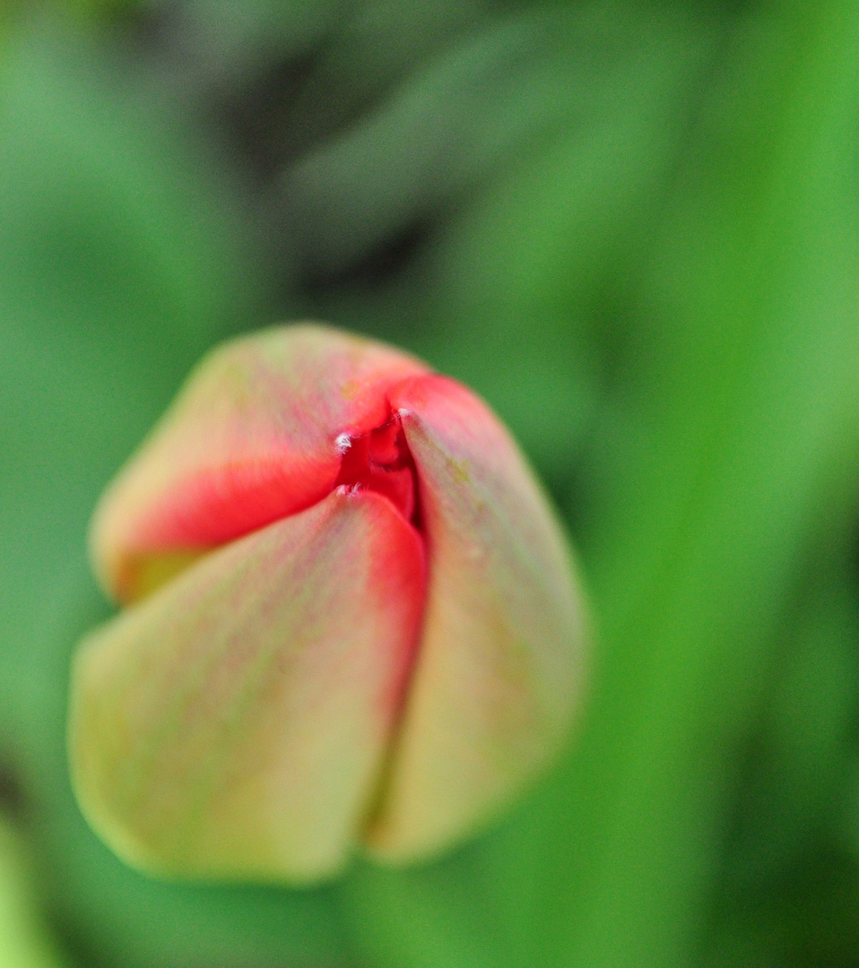 Tulpe