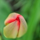 Tulpe