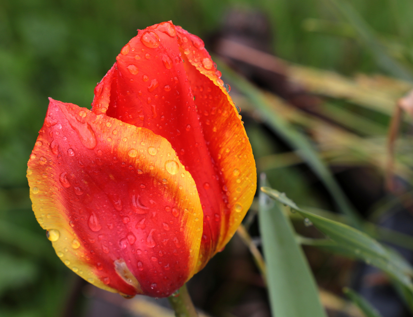 Tulpe