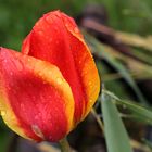 Tulpe