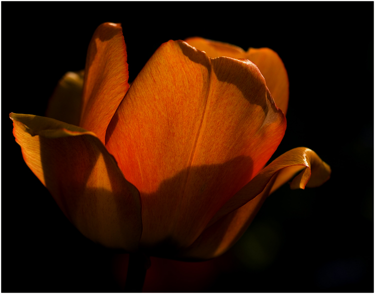 Tulpe (abends)