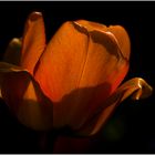 Tulpe (abends)