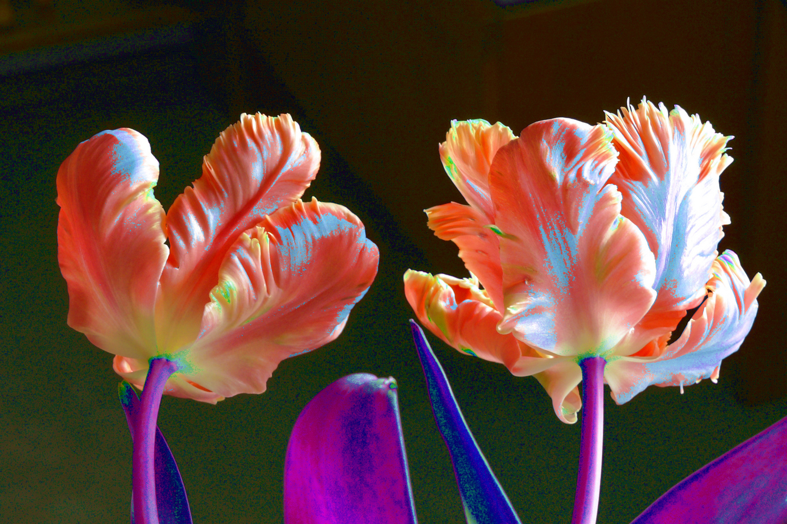 Tulpe abstrakt