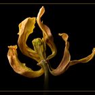 Tulpe abstrakt