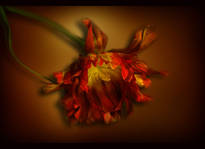 Tulpe