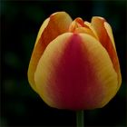 Tulpe