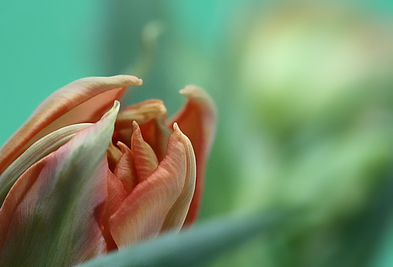 tulpe