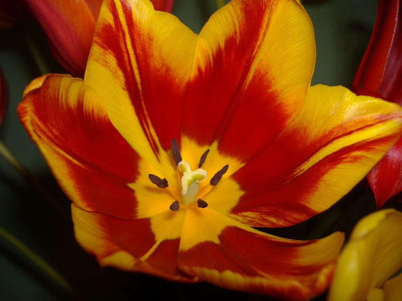 Tulpe...