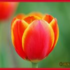 Tulpe