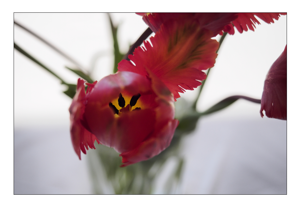 Tulpe