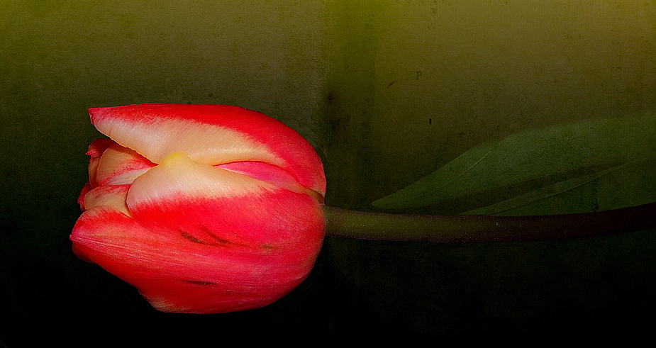 Tulpe