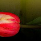 Tulpe