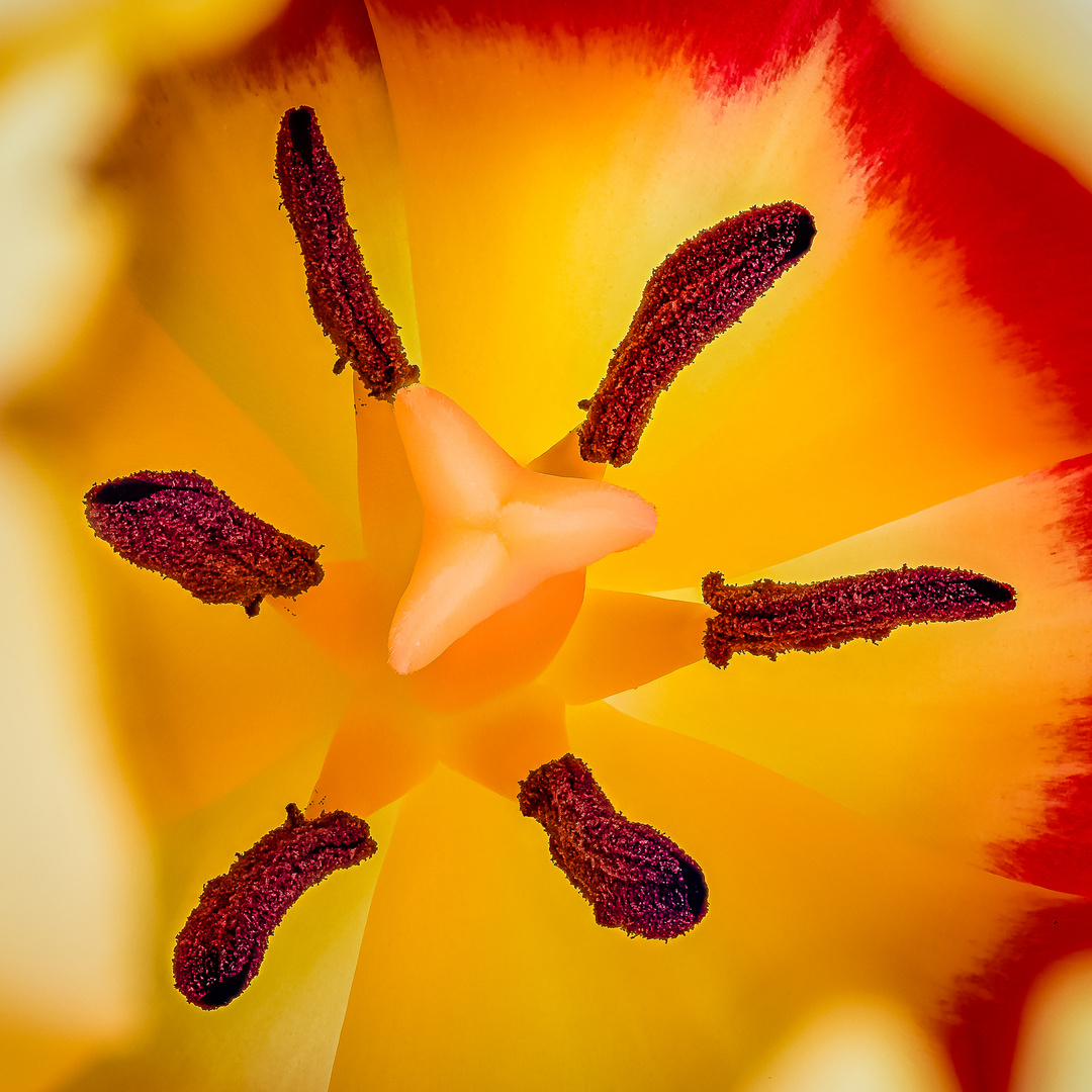 Tulpe