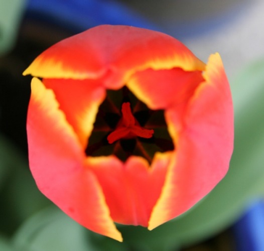 Tulpe