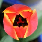 Tulpe