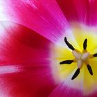 Tulpe