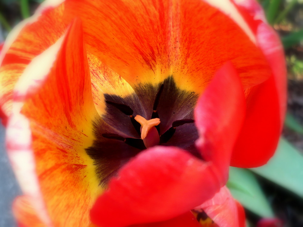 Tulpe