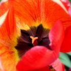 Tulpe