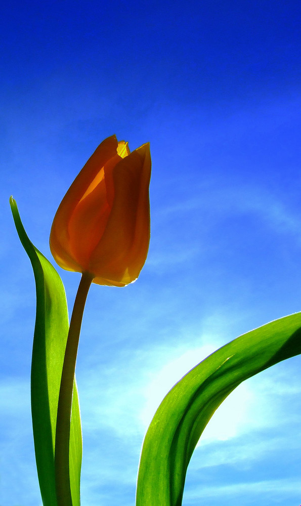 Tulpe against te sun