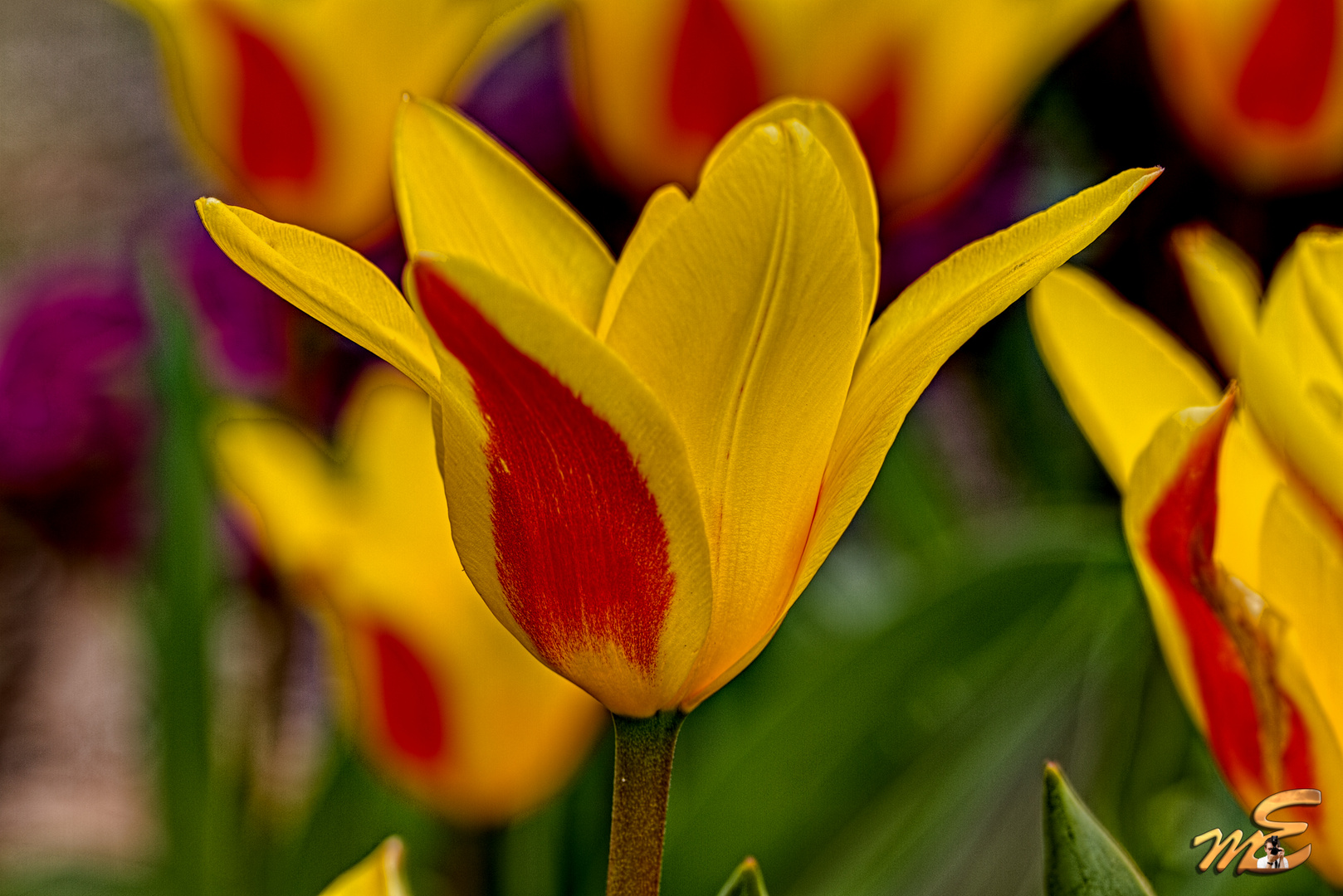 Tulpe als HDR-Bild