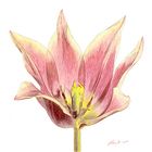 Tulpe als Zeichnung