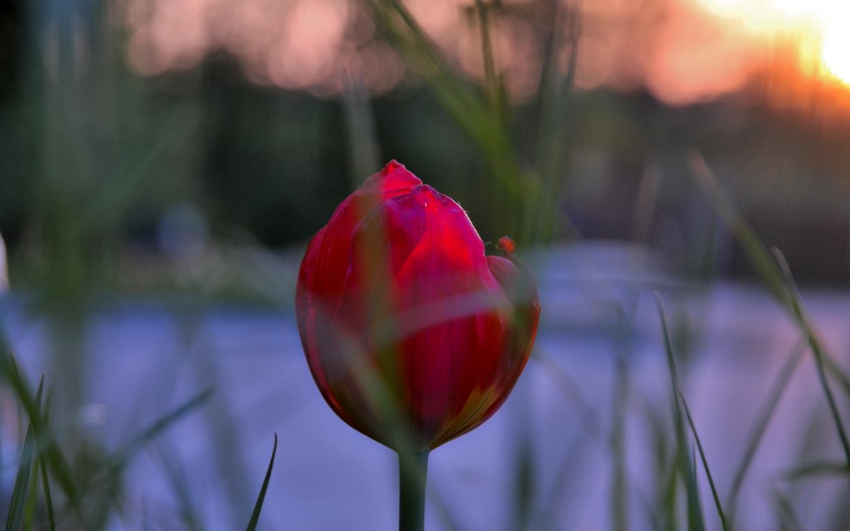 Tulpe am Abend