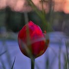 Tulpe am Abend