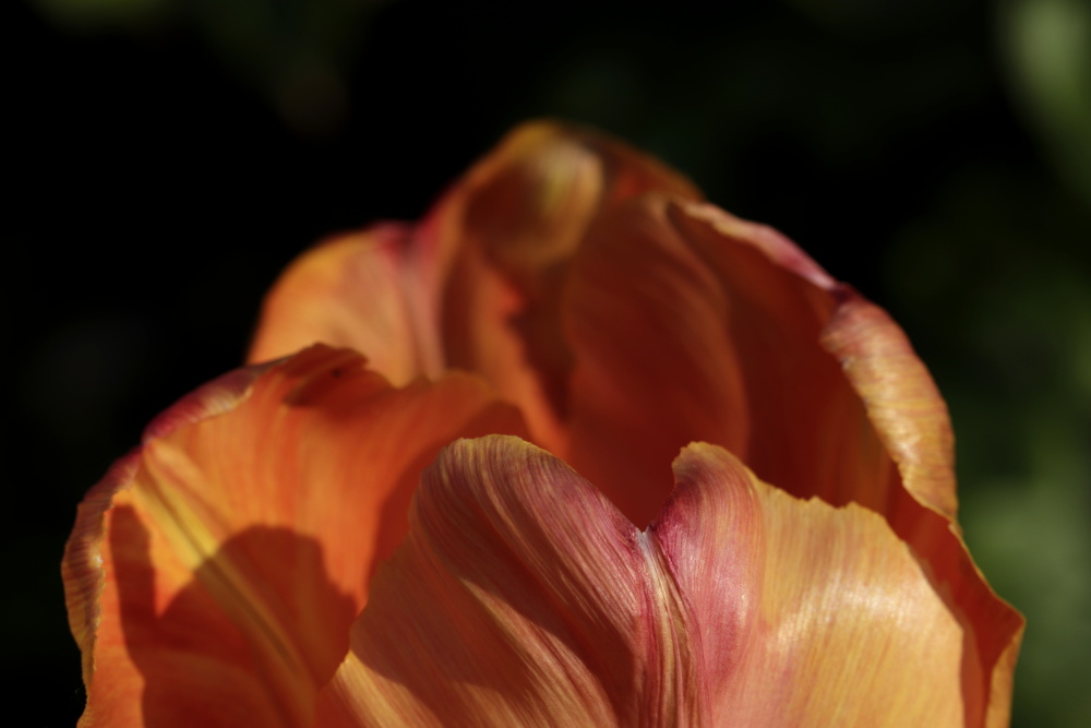 Tulpe am Abend