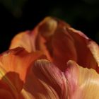 Tulpe am Abend