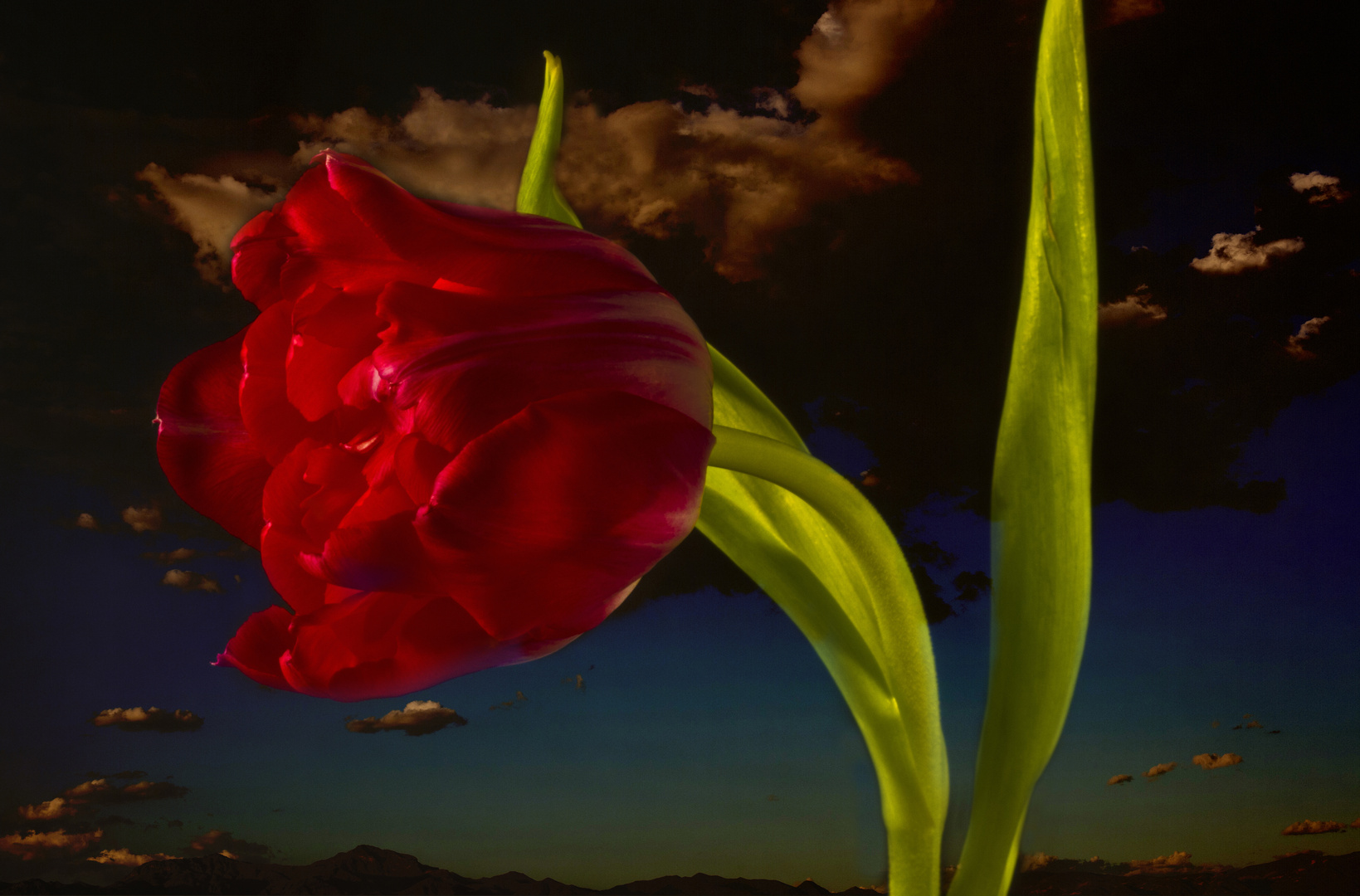 Tulpe am Abendhimmel