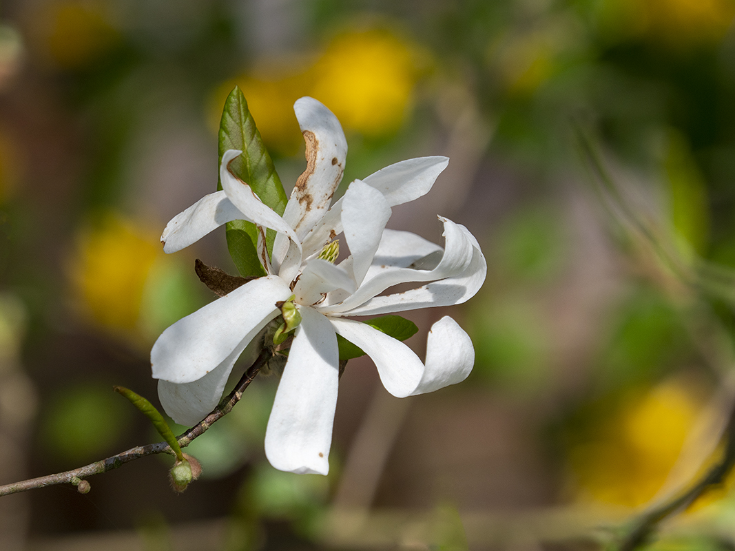 Tulpe am Baum