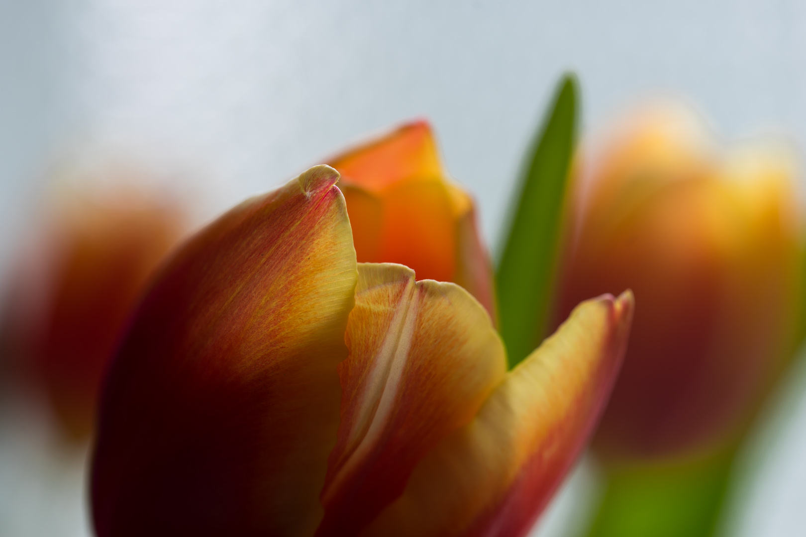 Tulpe am Fenster