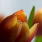 Tulpe am Fenster