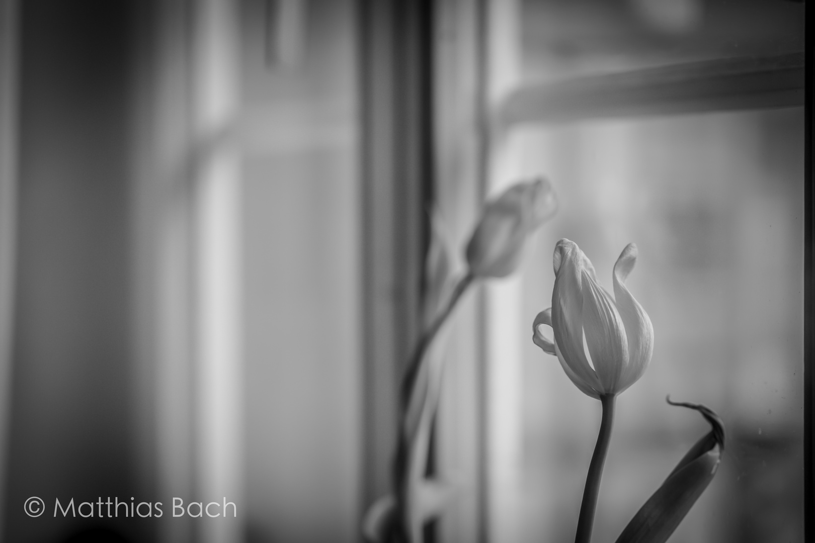 Tulpe am Fenster